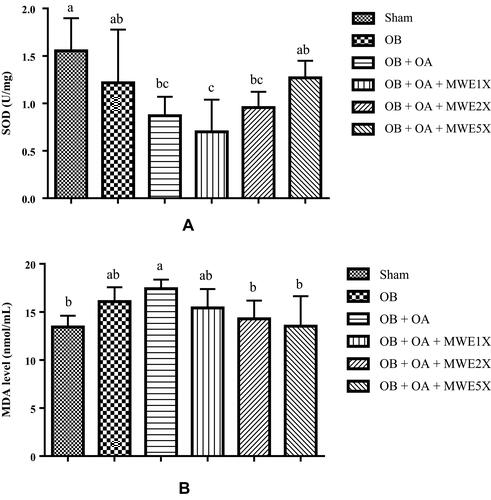 Figure 4 Effects of Mytilus edulis water extract on plasma (A) SOD activity and (B) MDA level after treatment for 6 weeks.Notes: Data are shown as the mean ± SEM. The values with different letters a–cRepresent a significantly difference (p < 0.05) as analyzed by Duncan’s multiple range test.Abbreviations: MDA, malondialdehyde; MWE, Mytilus edulis water extract; OA, osteoarthritis; OB, obese; SOD, superoxide dismutase.