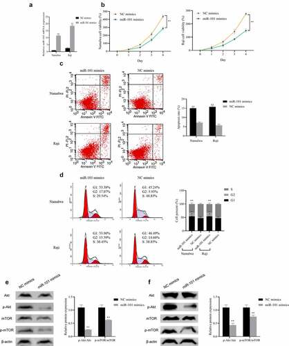 Figure 3. The effect of miR-101 on lymphoma cell proliferation, apoptosis, cell cycle and Akt/mTOR pathway