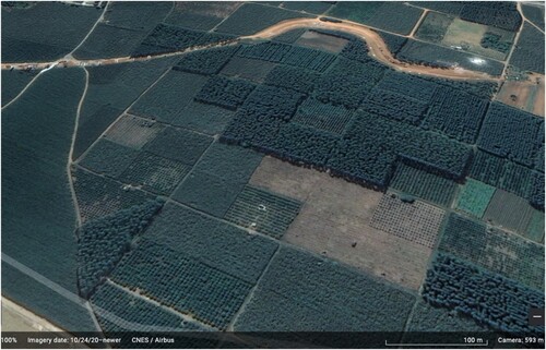 Figure 2. Patchwork landscape of sugarcane plantations in Guangxi. Source: google earth.