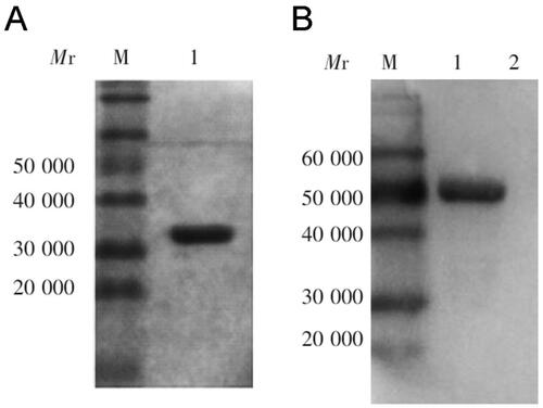 Figure B2. SDS-PAGE and western blot analysis of anti-Ts7TMR scFv. A. SDS-PAGE analysis of molecular weight and purity of anti-Ts7TMR scFv. B. Western blot identification of binding of anti-Ts7TMR scFv to Ts7TMR.