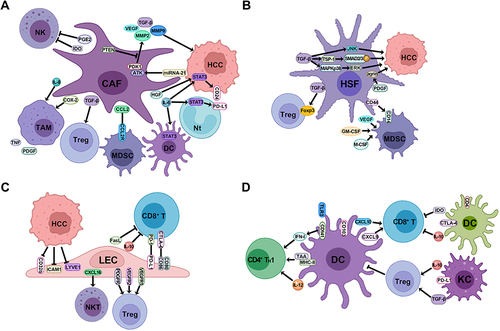 Figure 3 The mechanism of stromal cells in the TME to promote HCC formation. (A) CAFs promote the proliferation of HCC cells, recruit a variety of suppressive immune cells including TAM, MDSC, and Treg cells, and also inhibit the activity of NK, DC and Nt cells through the expression of various cytokines and chemokines. (B) HSFs promote the proliferation of HCC cells through the multiple TGF-β signaling pathways, and recruit MDSC and Treg cells through the release of cytokines and chemokines. (C) LECs conduct antitumor effect by releasing CXCL16 to stimulate the activity of NKTs, and are reprogrammed to inhibit CD8+ T cells when interacting with HCC cells to recruit Treg cells, release immunosuppressive cytokines and express immune checkpoints. (D) DCs act as the APCs to stimulate CD8+ T and CD4+ TH1 cells immune response to HCC, while the subtype of CD4+ DCs suppress CD8+ T cells via the expression of CTLA-4 and immunosuppressive cytokines. KCs serve as another type of APCs to stimulate Treg cells through the secretion of IL-10 and TGF-β, which inhibit the immune stimulation of DCs.