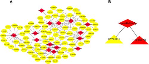 Figure 4 lncRNA-miRNA and miRNA-mRNA interaction network. (A) lncRNA-miRNA interaction network. (B) miRNA-mRNA interaction network. In this figure, lncRNA, miRNA, and mRNA were indicated by ellipse, diamond, and triangle, respectively.