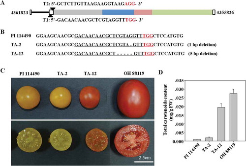 Figure 6. Editing ACoS-AS1 using CRISPR/Cas9 technique changes the fruit colour. A. Schematic illustration of two target sites in the genome sequence. B. Sequence of target sites in two mutants TA-2 and TA-12 generated by CRISPR/Cas9 editing. The target sites are underlined, dash (-) represents deleted nucleotide, and red letters represented the protospacer adjacent motif. C. Fruit images of PI 114490, TA-2, TA-12, and OH 88119. D. Total carotenoids (means ± SD, n = 3) in fruits of PI114490, TA-2, TA-12 and OH 88119.