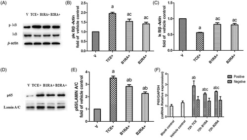 Figure 11. Effect of B1RA and B2RA on TCE-induced activated NF-κB signaling pathway (renal). (A) p-IκB (upper panel), IκB (middle) and β-actin (lower panel) are shown. (B) p-IκB/β-actin. (C) IκB/β-actin. (D) Renal nuclear NF-κB p65 subunit. (E) Nuclear protein p65/Lamin A/C. (F) NF-κB p65 mRNA. Results – normalized by arbitrarily setting densitometry – are expressed as means ± SD (n = 3) Value significantly different versus avehicle control, bcorresponding TCE sensitization negative group, or ccorresponding TCE sensitization positive group (each p < 0.05).