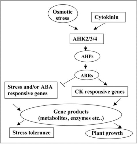 Figure 1 Signal tranduction network in stress responses and plant growth.