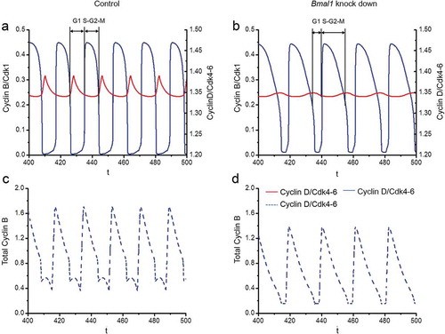 Figure 6. Computational modeling of the impact of Bmal1 knockdown on cell cycle phase length. The time series in the upper panels show the evolutions of Cylin D/CDK4-6 (red) and Cyclin B/CDK1 (blue) when the circadian clock is in control conditions (a) or when Bmal1 expression is reduced by 70% (b). As in the corresponding Figure 4, the period of the cell cycle increases from 18 h in (a) up to 21.1 h when Bmal1 expression is supressed (b). The black bars indicate the G1 phase (from mid-decrease of Cyclin B/CDK1 to 30%-decrease in Cyclin D/CDK4-6) and S/G2/M phase (from 30%-decrease in Cyclin D/CDK4-6 to mid-decrease of cyclin B/CDK1). The durations of G1 and S/G2/M in (a) are 5.84 h and 12.19 h, respectively. The durations of G1 and S/G2/M in (b) are 6.41 h and 14.74 h, respectively. Thus, the S/G2/M phase contributes most to the prolongation of cell cycle duration upon knocking down BMAL1. The time series in the lower panels show the evolutions of total Cyclin B (dashed blue line) in control conditions (c) or upon suppression of Bmal1 RNA synthesis (d). The total amount of Cyclin B (free + complexed with the kinase CDK1 and its inhibitor p21) decreases when Bmal1 expression is reduced.