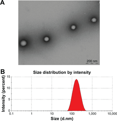 Figure S2 (A) Image of PGZ-NPs by TEM and (B) size of PGZ-NPs by dynamic light scattering.Abbreviations: PGZ-NPs, PGZ-loaded nanoparticles; TEM, transmission electron microscopy.