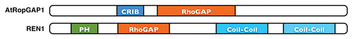 Figure 7 Schematic structures for two types of RhoGAPs in Arabidopsis. The AtRopGAP family that has 6 family members contains a CRIB domain for binding with RhoGTPase and a conserved RhoGAP domain. AtRENs family contains an N-terminal PH domain and a RhoGAP domain, and two coiled-coil (CC) domains at the C-terminus.