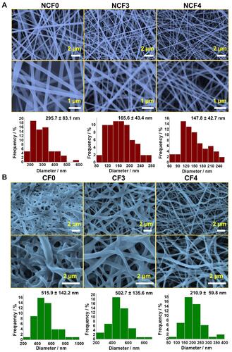 Figure 5 SEM micrographs of non-crosslinked (A) and crosslinked (B) PVA/NPs NFs. The corresponding size-distribution histograms are also depicted. The original SEM images with original scale bars are provided in the supporting information (Figure S1 and S2).