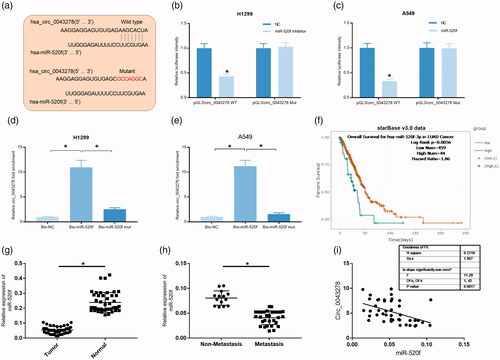 Figure 5. miR-520f expression was significantly decreased in NSCLC. (a) Wild type and mutant sequence of putative binding site between circ_0043278 and miR-520f. (b and c) Interaction between circ_0043278 and miR-520f was verified by dual-luciferase reporter assay in H1299 and A549 cells. (d and e) RNA pull down assay was used to further confirm the interaction between circ_0043278 and miR-520f using biotin-labeled miR-520f. (f) Kaplan–Meier survival analysis of NSCLC patients with low or high miR-520f expression. (g and h) Expression of miR-520f was detected by qRT-PCR in normal and NSCLC tissues. (i) Correlation between circ_0043278 and miR-520f expression.