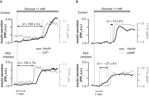 Figure 3. Temporal relationship between glucose-induced Ca2+ and cAMP signals and insulin secretion. A: TIRF microscopy recordings of sub-membrane Ca2+ concentration (dotted curves) and the insulin secretory response (solid curves) in MIN6 β-cells show that inhibition of PKA markedly shortens the delay between glucose stimulation and the initial Ca2+ elevation triggering secretion. B: Simultaneous recordings of cAMP (dotted curve) and insulin secretion (solid curve) showing that PKA inhibition shifts the timing such that secretion, which normally follows the amplifying cAMP signal, instead precedes the cAMP elevation.