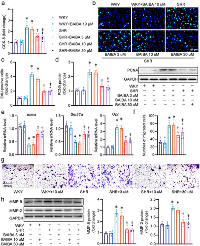 Figure 1. BAIBA attenuates the phenotypic transformation, proliferation and migration of SHR-derived VSMCs. (a) VSMCs were treated with various doses of BABAI for 48 h, and the proliferation of VSMCs was determined by CCK-8. (b) EdU-positive cells measured with Edu incorporation assay. Scale bar = 100 μm. (c) Relative EdU-positive cells. (d) Represented blots and relative quantification of PCNA. (e) Relative mRNA levels of αsma, Sm22α, and Opn. (f, g) Effects of curcumin (BAIBA) on VSMC migration measured with Boyden chamber assay. Scale bar = 200 μm (h) Represented blots and relative quantification of MMP-2 and MMP-9. Values are mean ± S.E. * P < 0.05 vs. WKY, † P < 0.05 vs. SHR. n = 4–5 for each group.