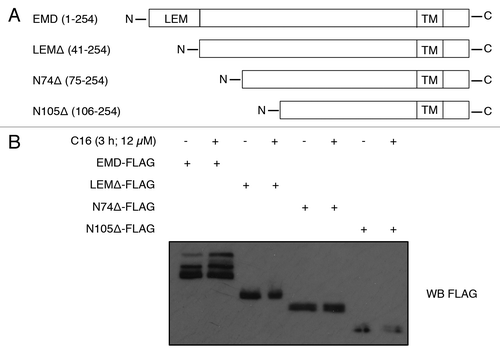 Figure 3. C16-ceramide induces EMD phosphorylation on its LEM domain. (A) Schematic representation of full-length EMD and mutants (LEMΔ, N74Δ, N105Δ). (B) HCT116 cells were transfected with EMD-FLAG, LEMΔ-FLAG, N74Δ-FLAG, N105Δ-FLAG, or empty vector and subjected to C16-ceramide for 3 h. Cell extracts were analyzed with an anti-FLAG western blot.