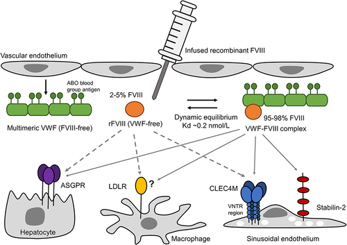 Figure 1 The circulation and clearance of infused FVIII concentrate. In severe hemophilia A, baseline levels of FVIII:C are <1% of normal coagulation factor activity. Prophylactic or on-demand treatment of hemophilia A can involve the intravenous infusion of clotting factor concentrates of either recombinant FVIII or plasma-derived VWF-FVIII products. Once infused into the plasma, 95–98% of FVIII binds to and circulates with the large multimeric coagulation factor von Willebrand Factor (VWF), and the remaining 2–5% of FVIII circulates VWF-free. VWF and FVIII exist in a dynamic equilibrium where the binding is reversible and VWF-FVIII and VWF-free FVIII levels remain at a steady state. VWF is synthesized and secreted by endothelial cells and platelets. Endothelial-cell derived-VWF expresses the A, B, and H blood group antigens. Plasma VWF:Ag levels, ABO blood group, and VWF-FVIII binding activity (VWF:FVIIIB) have been shown to associate with the variability in FVIII PK metrics. Plasma VWF-FVIII and VWF-free FVIII are cleared by a series of semi-selective receptors expressed by hepatocytes, macrophages, and sinusoidal endothelial cells of the liver and spleen. Clearance of VWF-free FVIII is rapid, with a half-life of approximately 2 hours; the VWF-FVIII complex has a half-life of approximately 12 hours. While it is likely that additional receptors are involved in clearing FVIII concentrates from the circulation, variants in the genes that encode the FVIII or VWF-FVIII clearance receptors asialoglycoprotein receptor (ASGPR) minor subunit (ASGPR2), C-type lectin domain family 4 member M (CLEC4M), low-density lipoprotein receptor (LDLR), and stabilin-2 contribute to the variability in FVIII PK.