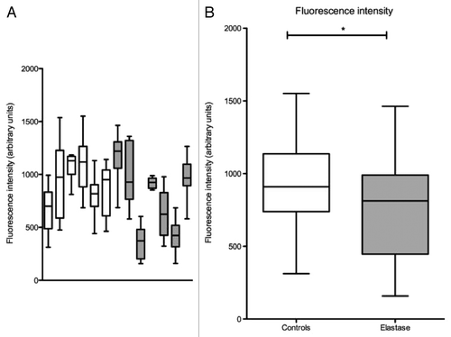 Figure 4. The fluorescence intensity (FI) was measured on ten frames representative of the capillary network, excluding frames displaying large extra-alveolar microvessels. (A) The 10 measures per animal are displayed as median ± interquartile range. Inter-individual variability, assessed by the inter-quartile range of the medians was [789–1120] arbitrary units (A.U.) in the control group, and [424–951] A.U. in the elastase group. (B) The mean FI was significantly lower in the elastase-treated animals (mean ± SD = 764 ± 341 A.U.) than in controls (mean ± SD = 926 ± 258 A.U.) (p = 0,004, unpaired t-test)