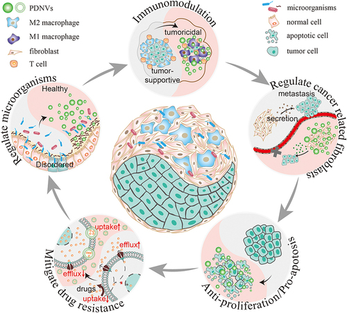 Figure 1 Natural anti-tumor bioactivities of PDNVs. (Grey areas represent untreated tumor tissue, while pink areas represent PDNV-treated tumor tissue).