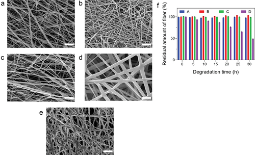Figure 3. Single electrospinning methods were used to fabricate the nanofibers. (a) SEM images of GEM/FA/PEO/CMC/UiO-66 nanofibers. (b) polyurethane (P)/Carboxymethyl chitosan (C)/Polyethylene oxide (P) (termed as PCP) core-shell nanofibers with various shell flow ratios of 0.3 mL/h (c), 0.5 mL/h (d), 0.8 mL/h (e). Scale bar 50 µm. (f) degradation ratio of fabricated nanofibers. Data are presented as mean ± standard deviation (SD) (n = 3).