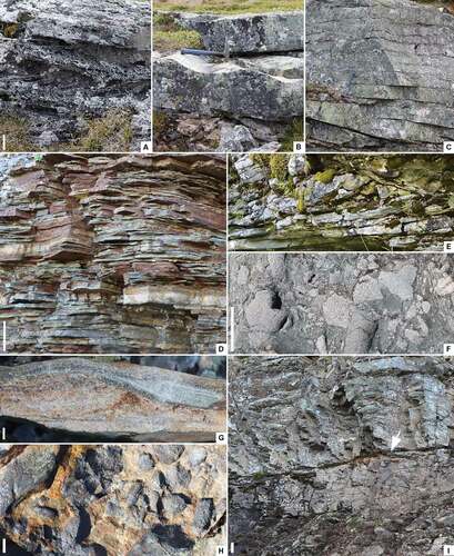 Figure 4. Sedimentary features of the Torneträsk Formation at Luobákte (A–D, G–I) and Orddajohka rivulet (E, F). A. High-angle planar cross-bedding; “lower sandstone” interval. B. Large-scale straight to gently sinuous ripples on the surface of a sandstone bed; “lower sandstone” interval. C. Stacked tabular to wedge-shaped low-angle cross-bedded sandstones; “lower sandstone” interval. D. Thinly interbedded fine-grained thin sandstones and siltstones in the upper part of the lower fining-upward cycle of the “lower siltstone” interval. E. Base of the Vakkejokk Breccia Bed sharply overlying thin tabular sandstones and siltstones of the “lower siltstone” interval. F. Chaotically distributed large basement clasts set in a silty matrix within the lower part of the Vakkejokk Breccia Bed. G. Cross-laminated (asymmetrically rippled) fine-grained sandstone bed; “lower siltstone” interval. H. Polymict, conglomeratic bed with angular to sub-rounded clasts in the “upper sandstone” interval. I. Package of siltstones grading up to tabular sandstones incorporating a thin ?bentonitic band (arrowed) in the upper part of the “middle siltstone” interval. Scale bars = 10 cm for A, D–F, I; 10 mm for G, H. Hammer = 30 cm in B, C.