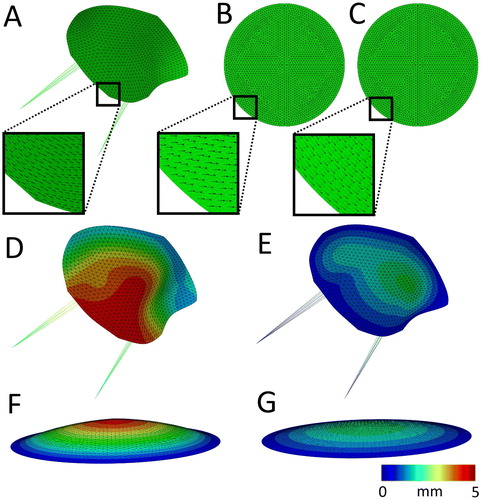 Figure 1. A–C) Meshes of the simulations used, where the fiber orientation is indicated with black arrows. A) The mitral valve including the chordae tendinea with the fibers orientated circumferentially. B) Circular sheet with the fibers orientated uniformly in the horizontal direction. C) Circular sheet with the fibers orientated circumferentially. The displacement magnitude with respect to the starting configuration (A–C) at the maximally loaded state without prestretch in the mitral valve (D) and the circular sheet (F). E, G) The displacement magnitude in the circular sheet and the mitral valve at their prestretched and minimally loaded state.