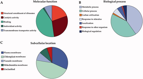 Figure 4. Proteomic analysis. The proteins found in the BM-vesicles were classified according to Molecular function (A), Biological process (B), and Subcellular location (C) according to Gene Ontology (The Gene Ontoly Consortium Citation2019). The protein data were obtained from the Uniprot database (www.uniprot.org) (Bateman Citation2019).