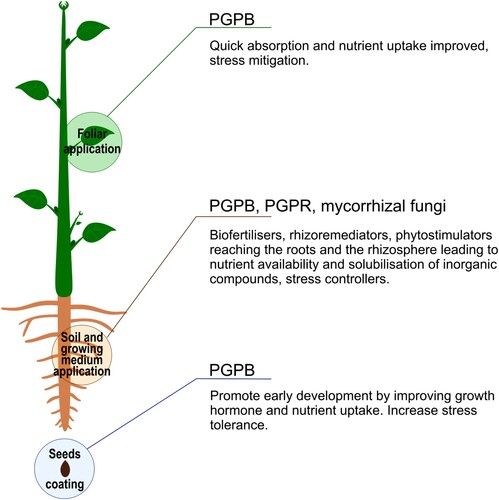 Figure 1. Biostimulant application impact on the plant depending on their nature and their application method. PGPB = Plant Growth Promoting Bacteria; PGPR = Plant Growth Promoting Rhizobacteria.