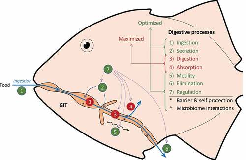 Figure 5. Processes involved in digestion. After food is ingested (1), digestive juices are secreted (2) and allow enzymes to digest food to very simple molecules (3) that are transported across the intestinal epithelium into the blood (4). The food is actively transported through the gastro-intestinal tract (GIT) by smooth muscular movements (5). The remaining indigestible food is eventually evacuated (6). The gut transit time is the time from ingestion (1) to elimination (6). Digestion consists of closely orchestrated processes (7) that are integrated in ways that is believed to optimize efficiency and maximize absorption. *The GIT also has a very important function as a barrier to prevent entry of vectors for disease. Structural and enzymatic barriers are characteristic of the entire GIT. Microbiota and symbiotic digestion may occur not only in posterior section, but also in the anterior sections. Interactions between the digesta, microbiota, and gut tissue likely also occur