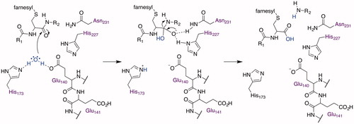 Figure 5. Proposed basic catalytic mechanism of MmRce1 proteolysis.