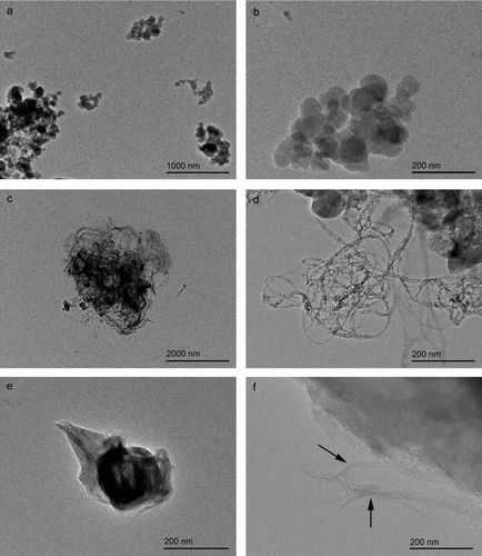 FIG. 6 TEM micrographs illustrating the morphology and substructures of some of the smallest aerosolized particles of (a, b) carbon black, (c, d) FeSW-CNTs, and (e, f) cSW-CNTs. At the smallest dimensions, these particles existed in an agglomerated state. (a, b) Carbon black appeared as an agglomerated chain of smaller irregularly shaped spheres, (c, d) FeSW-CNTs existed as a loose tangled “bird's nest” mat of individual and bundled CNTs, while (e) cSW-CNTs appeared as smooth, blocky, torn sheets with individual and bundled CNTs only visualized at the very edges of the agglomerated particles (shown in arrows in f).