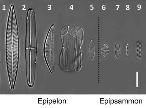 Figs 1–9. Light micrographs of the species used in this study. Fig. 1, Navicula arenaria var. rostellata; Fig. 2, Craspedostauros britannicus; Fig. 3, Seminavis robusta; Fig. 4, Entomoneis paludosa; Fig. 5, Navicula phyllepta; Fig. 6, Planothidium delicatulum; Fig. 7, Biremis lucens; Fig. 8, Nitzschia cf. frustulum; Fig. 9, Opephora guenter-grassii. Scale bar = 10 µm.