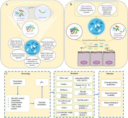 Figure 2. The roles of probiotics on proteolysis (A); the direct/indirect pathways of probiotics for gut microbiota-mediated proteolysis (B); and the effects of microbial metabolism on nutrient quality factors of plant food matrix (C).FAA, free amino acids; BCAA, branch-chain amino acids; EAA, essential amino acids; IVPD, in vitro protein digestibility; IL, interleukin.