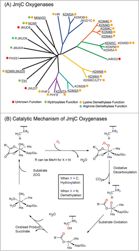 Figure 1. JmjC Oxygenases share sequence homology and catalytic mechanisms. (A) Phylogenetic analysis of the catalytic domains of human JmjC oxygenases. Reported catalytic functions are indicated by colored circles. MINA53, NO66 and JMJD6 have been reported to be demethylases but have subsequently been shown to have hydroxylase activities.Citation4-6,8,9 KDM6C (UTY) was recently identified as a histone demethylase in vitro, acting on H3 peptide fragments methylated at H3K27.Citation43 HR is Hairless Protein, a recently identified H3K9 demethylase.Citation44 Enzymes used in this work are underlined. (B) Outline mechanism of JmjC oxygenase catalysis. Oxidative decarboxylation of 2-oxoglutarate (2OG) in the active site forms a highly reactive iron(IV)-oxo intermediate, which hydroxylates the substrate. In the case of demethylation (X = N), the hydroxylated product is unstable and fragments to produce the demethylated species and formaldehyde. The exact protonation states of water molecules complexed to the iron(II) species are unknown.