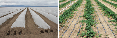 Figure 3. Nursery growing practices. Low plastic tunnels (left) and daughter plant production in space between mother plants (right).