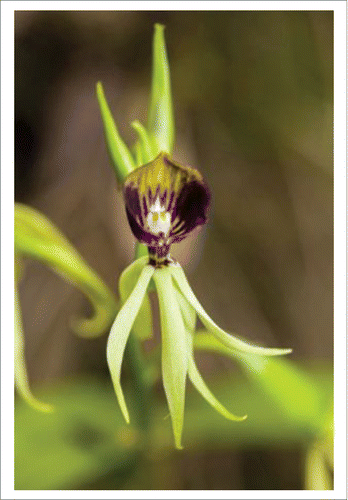 Figure 1. Flower of Prosthechea cochleata, the clamshell orchid, growing at the Florida Panther National Wildlife Refuge (Photograph by Larry W. Richardson).