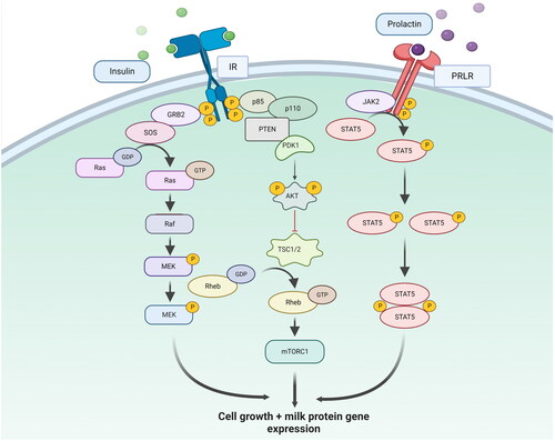 Figure 2. STAT5 and Ras signalling pathway regulating the expression of milk protein genes and cell growth. Prolactin binds to the prolactin receptor (PRLR) present on the cell surface of MECs and induces the STAT5 pathway for milk protein gene expression. The RAS signalling pathway is activated by growth factors and cytokines that bind to their receptors on the cell surface and activates a cascade of protein kinases, including the RAF-MEK-ERK pathway. The activated ERK protein kinase induces the transcription of target genes involved in cell proliferation, differentiation, and survival.