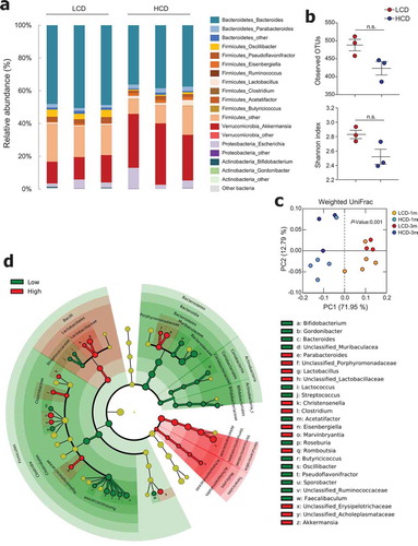 Figure 4. Cellulose consumption changed gut microbiota composition. (a) Relative abundance of operational taxonomic units (OTUs) at genus levels detected by 16s rDNA sequencing in feces of mice fed LCD or HCD for 12 weeks (n = 3/group). (b) Observed OTUs and the Shannon diversity index were assessed. (c) Principal coordinate analysis (PCoA) of weighted UniFrac distances was conducted for fecal microbial communities from mice fed LCD or HCD for 4 weeks (n = 5/group) and 12 weeks (n = 3/group). (d) Cladogram, generated from LEfSe analysis, shows differentially abundant taxa of fecal microbiota (at genus level) that were enriched in LCD- and HCD-fed mice. Dot size is proportional to taxon abundance. Statistical analyses were conducted using Student’s t-test. n.s., not significant (P > .05).
