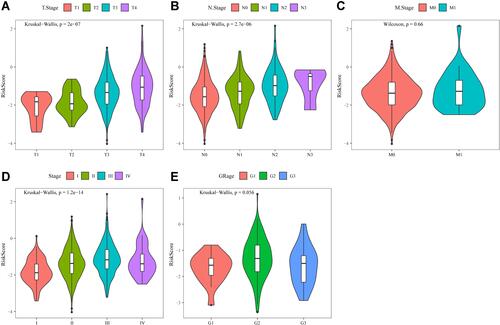 Figure 7 (A) Comparison of RiskScore among T1-4 Stage groups in the merged Gene Expression Omnibus (GEO) dataset. (B) Comparison of RiskScore among N1-4 stage groups in the merged GEO dataset. (C) Comparison of RiskScore between M0 and M1 stage groups in the merged GEO dataset. (D) Comparison of RiskScore among stage I-IV groups in the merged GEO dataset. (E) Comparison of RiskScore among grade 1–3 groups in the merged GEO dataset.