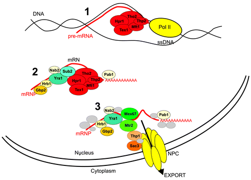 Figure 1. The THO complex couples RNA transcription elongation, mRNP formation and export. The THO binds active chromatin promoting association of Sub2 and Yra1 with the mRNP particle what facilitates mRNP export and prevents RNA/DNA hybrid formation (R-loops).