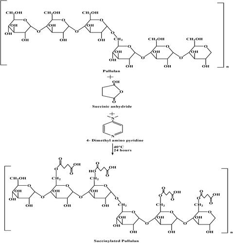 Figure 3. Scheme for synthesis of succinylated pullulan.