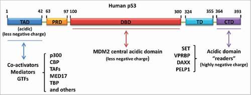 Figure 4. Different types of acidic amino acid-containing domain-mediated regulation of p53. Acidic domain “readers” regulate p53 by interacting with the p53 C-terminus. MDM2 central acidic domain serves as a secondary platform to bind with the p53 DNA-binding domain and promote p53 degradation. The N-terminal transactivation domain of p53 is another acidic amino acid-containing domain responsible for the recruitment of co-activators, mediators or general transcription factors (GTFs) upon p53 activation