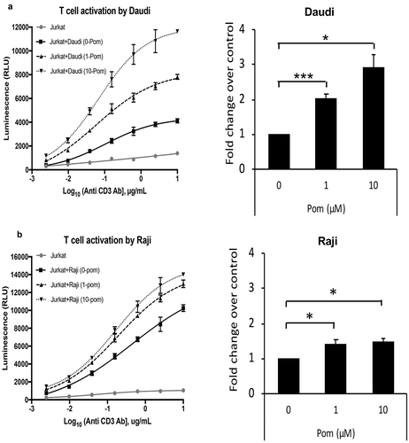Figure 9. Pom increases T-cell activation by Daudi and raji cells. Daudi (A) or Raji (B) cells were treated with 0, 1, or 10 µM Pom for 2 days and co-incubated with Jurkat IL-2 reporter T-cells in the presence of various concentrations of anti-CD3 antibody. Luminescence, a measure of T cell activation, was measured after 6 hours. This experiment was performed three times. Data from one representative experiment for each cell line is shown in the left panel. The activation is expressed as relative luminescence unit (RLU) and plotted as a 4PL regression graph and the error bars represent standard deviations from technical replicates. Right panel shows average fold changes in T-cell activation by 1 and 10 µM Pom-treated Daudi cells (A) or Raji cells (B) relative to DMSO control in the presence of 0.16µM anti-CD3 antibody. Error bars represent standard deviations from three independent experiments. *p < 0.05, ***p < 0.005.