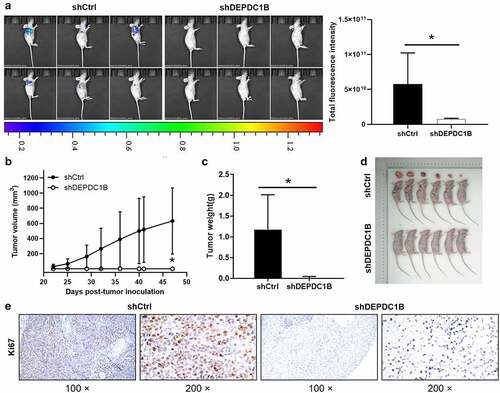 Figure 6. DEPDC1B knockdown inhibits CRC tumorigenesis in xenograft mice models. (a) The total fluorescence intensity of mice tumors on d 47 was detected in the shCtrl and shDEPDC1B groups. (b) The volume of tumors in shCtrl group and shDEPDC1B group was measured post-injection at 22, 25, 29, 32, 36, 40, 41, 47 d. (c) The average weight of tumors in shCtrl group and shDEPDC1B group and (d) tumor image. (e) Positive Ki67 staining in CRC was observed in the cytoplasm. Scale bars, 100 µm. The data were present as mean ± SD. P < 0.05 was statistically significant, the meaning of the symbol as follows: * P < 0.05.