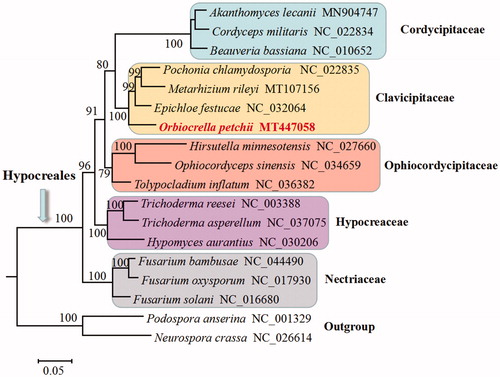 Figure 1. Phylogenetic analysis of Hypocreales species based on mitochondrial nucleotide sequences. We used three representative species of all families with available mitogenomes in Hypocreales. Two Sordariales species (Podospora anserine and Neurospora crassa) were used as outgroups. The whole mitogenome sequences (or exonic sequences in cases with alignment difficulties) of these species were aligned and trimmed using the HomBlocks pipeline (Bi et al. Citation2018), resulting in an alignment of 6667 characters. Phylogenetic reconstruction was performed using the maximum likelihood approach as implemented in RAxML version 8.2.12 (Stamatakis Citation2014). Support values were given for nodes that received bootstrap values ≥70%. GenBank accession numbers followed after fungal taxon names.