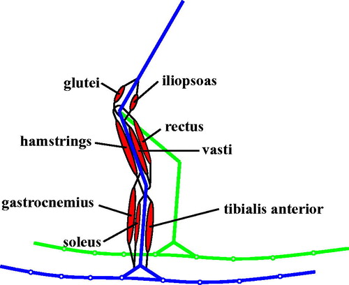Figure 1 Musculoskeletal skier with two legs and flexible skis. Blue lines depict trunk and right leg, green lines left leg. Muscles are depicted for right extremity (in red colour).