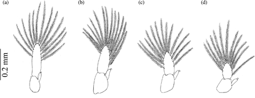 Figure 3. Armases rubripes. Pleopods of megalopa stage: (a) second pleopod; (b) third pleopod; (c) fourth pleopod; (d) fifth pleopod.
