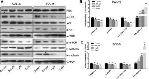 Figure 5 Regulatory effects of LYC on the PI3K/AKT/m-TOR signaling pathway and EMT (epithelial–mesenchymal transition) process in OC (oral cancer) cells. (A–C) The expressions of proteins related to the EMT process and the PI3K/AKT/m-TOR signaling pathway were measured by Western blot. *P<0.05, **P<0.01, ***P<0.001, compared with the control group.