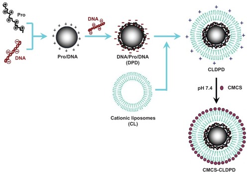 Figure 2 Schematic representation of the assembly process of multifunctional o-carboxymethyl-chitosan cationic liposome-coated deoxyribonucleic acid/protamine/deoxyribonucleic acid complexes.Abbreviations: CMCS, o-carboxymethyl-chitosan; CLDPD, cationic liposome-coated deoxyribonucleic acid/protamine/deoxyribonucleic acid complexes; DNA, deoxyribonucleic acid; Pro, protamine.