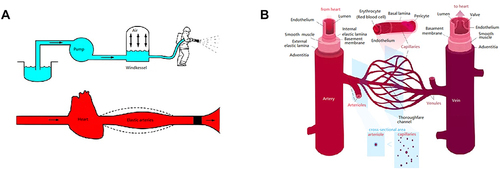 Figure 5 Diagram of the windkessel. (A) The elastic arteries and heart are similar with the windkessel and the pump, respectively. The change of air can somewhat represent the change of microvascular resistance during diastole and systole. (B) The components and structure of capillaries.
