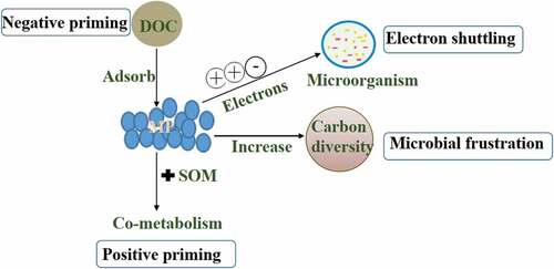 Figure 5. Testable mechanistic hypotheses of MP interaction with microbes in SOC cycling.