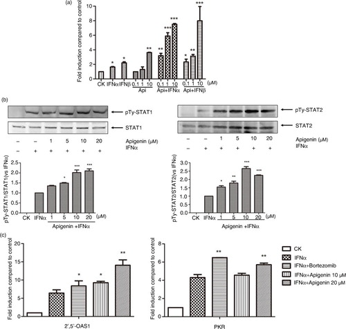 Fig. 4 Apigenin enhances IFN-α/β-induced JAK/STAT activation. (a) HepG2-ISRE-Luc2 cells were seeded in 96-well plates (1×104/well) and treated with the various concentrations of apigenin for 2 h, then with 200 U/mL IFN-α or IFN-β for 24 h. (b) HEK293A cells were incubated with indicated concentrations of apigenin for 2 h, then with 2000 U/mL IFN-α for another 1 h. The cell lysates were immunoblotted with phospho-STAT1 (Tyr701), STAT1, phospho-STAT2 (Tyr690), or STAT2 antibodies. The quantitative results are shown. (c) HEK293A cells were treated 200 U/mL IFN-α with or without 10 µM bortezomib or the indicated concentrations of apigenin for 24 h. Real-time quantitative reverse transcription-PCR was used to determine the mRNA expression of PKR or 2’,5’-OAS1. The result is presented as induction (n-fold) relative to basal levels in untreated cells. GAPDH was used as an internal control. (*) p<0.05, (**) p<0.01, (***) p<0.001 versus control (n=3).