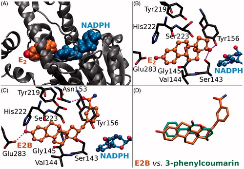 Figure 1. The ligand binding at the active site of 17-β-hydroxysteroid dehydrogenase 1. (A) Oestradiol (E2; orange backbone) and oxidised cofactor nicotinamide adenine dinucleotide phosphate (NADP; blue) are shown as CPK models in complex with the HSD1 structure (grey cartoon; PDB: 1A27). (B) The H-bonding between E2 (ball-and-stick models with orange backbone) and the residues lining the active site (stick model with black backbone) are shown with magenta dotted lines. The substrate oestrone (E1) acquires a proton (or H+) from NADPH, the reduced form of the cofactor, via the hydroxyl group of Tyr156 (E2 + NADP+ + ⇌ E1 + NADPH), which is H-bonding with the 17-keto group of the reaction product E2. (C) Inhibitor E2B (ball-and-stick model with orange backbone; PDB: 3HB5)Citation25 binding at the HSD1 active site blocks E2 binding (B vs. C). (D) The 3-phenyl and coumarin rings of the docked analogues (stick model with green backbone) align in a roughly similar manner inside the active site as the steroid ring of E2B (stick model with orange backbone).